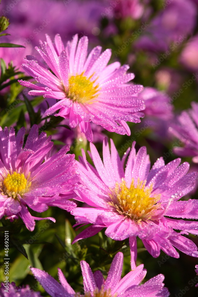Obraz premium Aster dumosus `Herbstgruß vom Bresserhof´