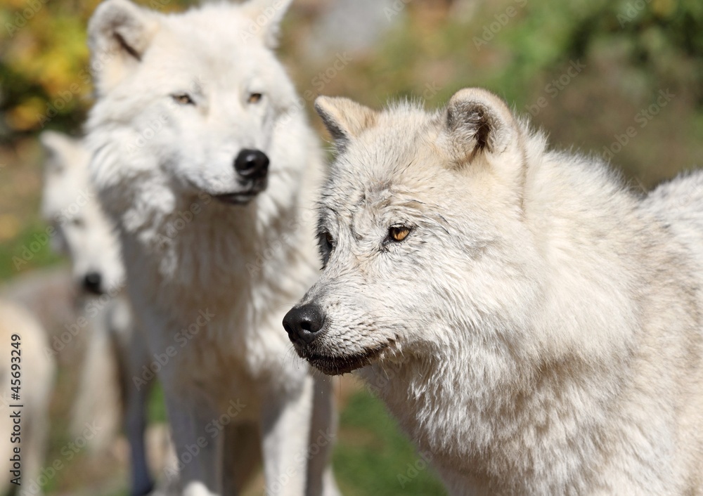 loup arctique loup arctique