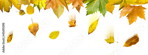 Border of autumn leaves