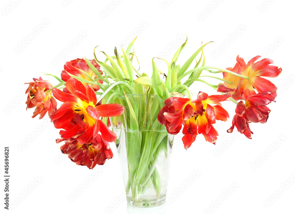 Obraz premium Withering red tulips - symbol of fragile beauty
