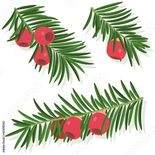 Fotografía Yew sprigs with red berries isolated
