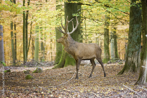 Hirsch im Herbstwald