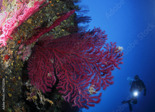 gorgonie corallo acquario mediterraneo