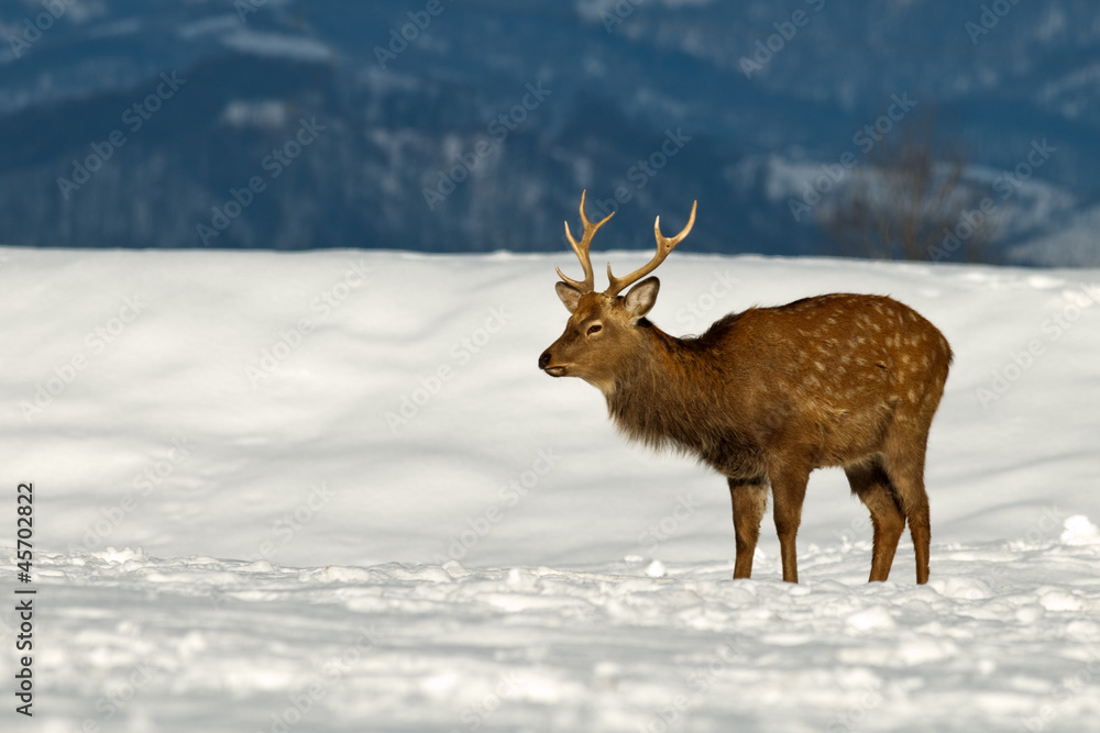 buck buck