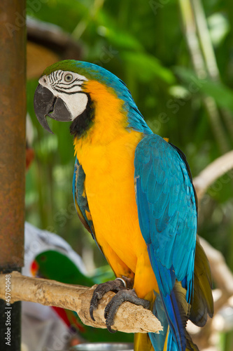 Parrot macaw