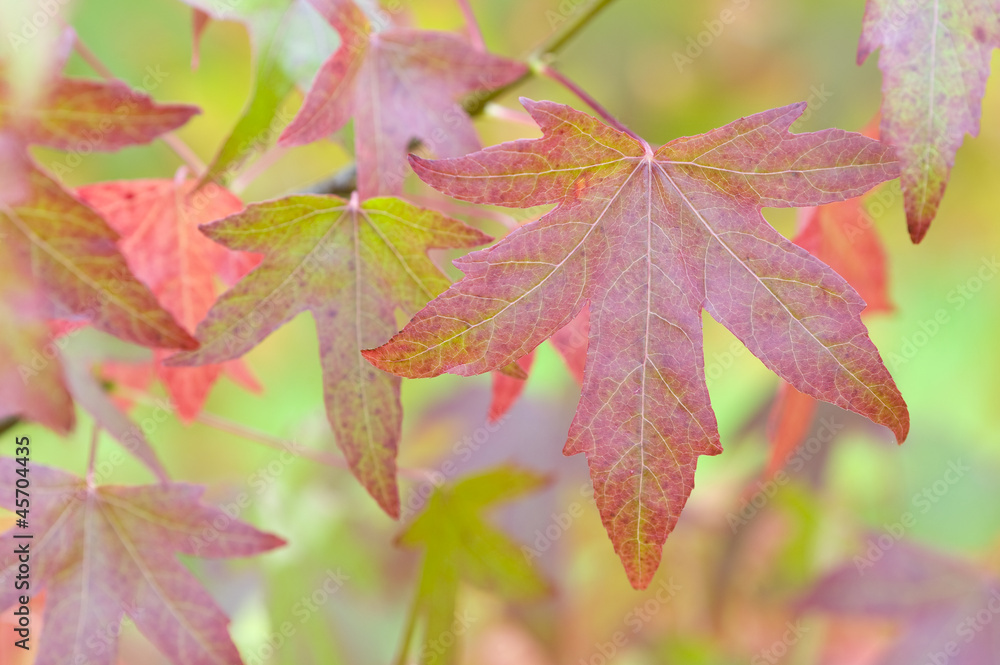autumnal liquidambar leaves autumnal liquidambar leaves