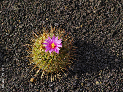 Jardin de Cactus, Lanzarote, Canary Islands, Spain photo