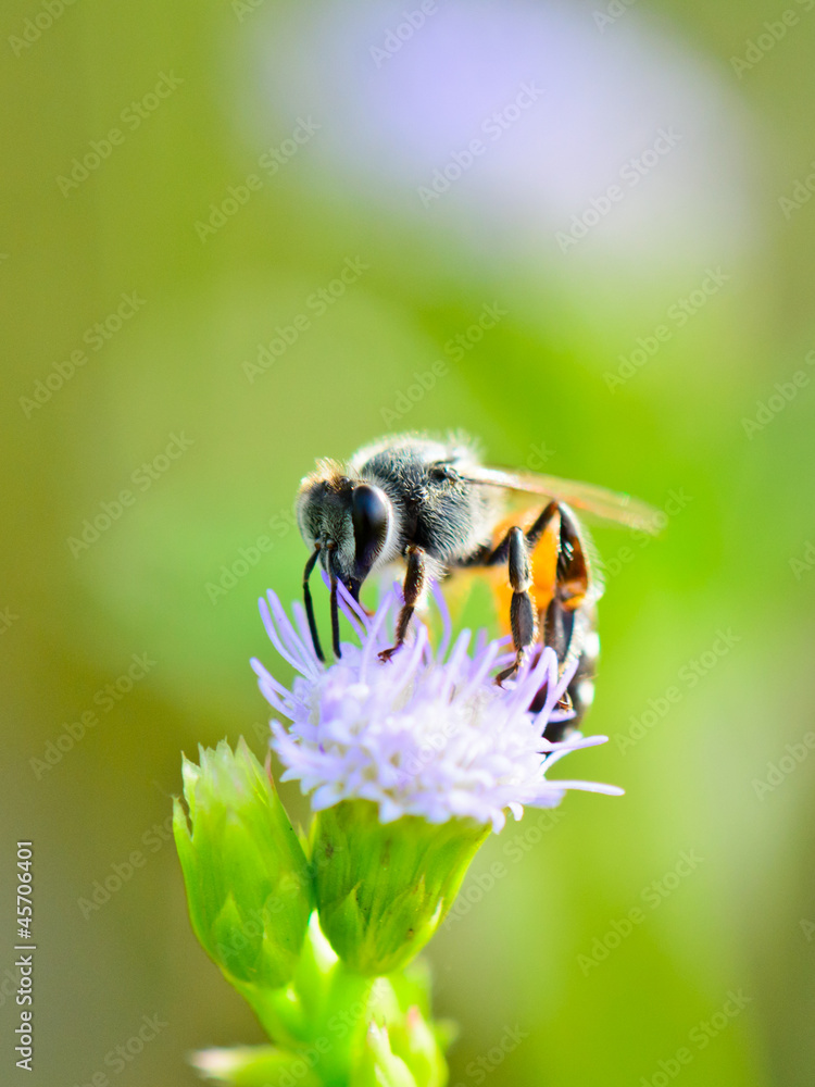 Small bee eating nectar of Goat Weed. Small bee eating nectar of Goat Weed.