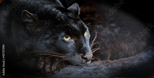 фотографія Leopard