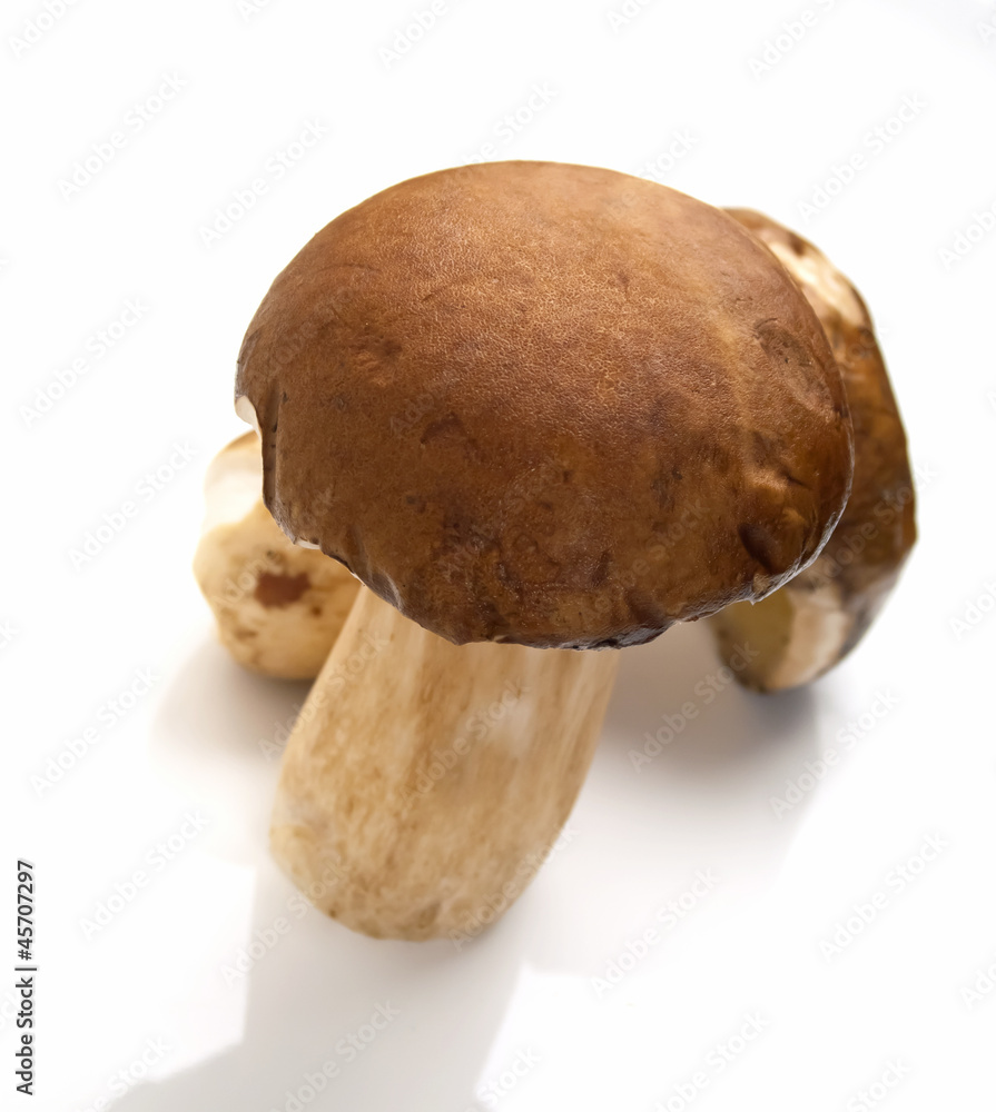 Funghi - Mushrooms