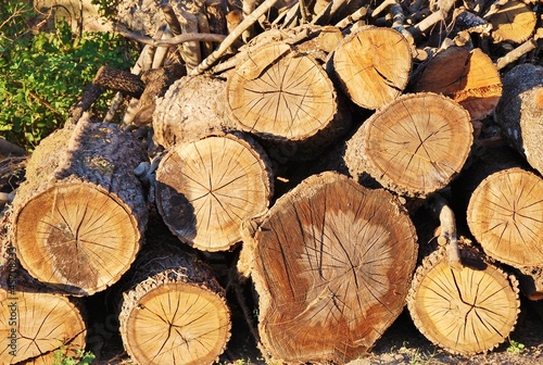 cataste di legno