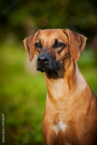 dog Ridgeback portrait