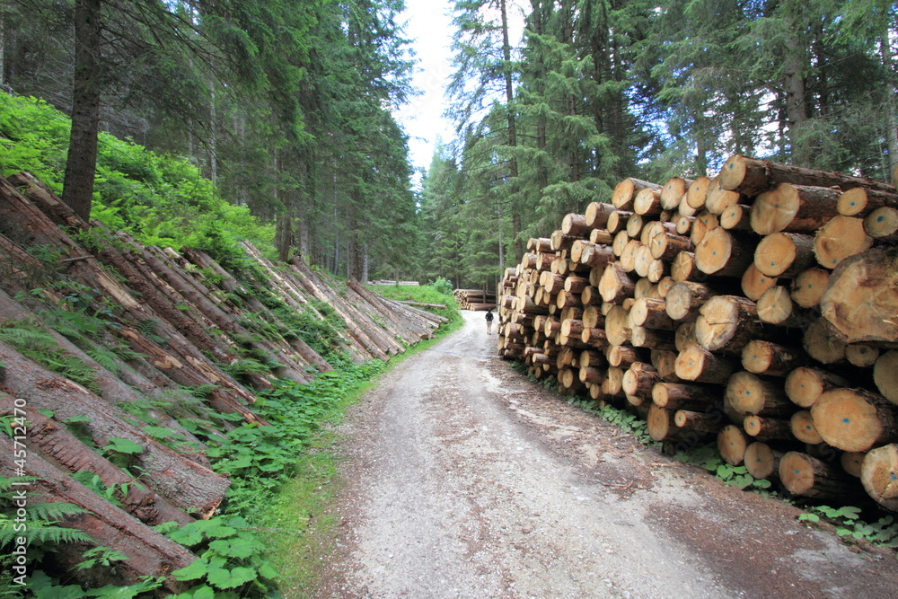 Tronchi di alberi lungo il sentiero - Dolomiti