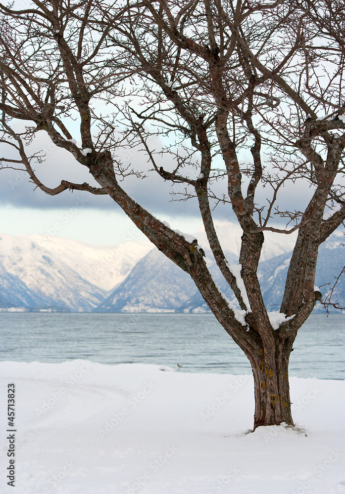 Arbol solitario