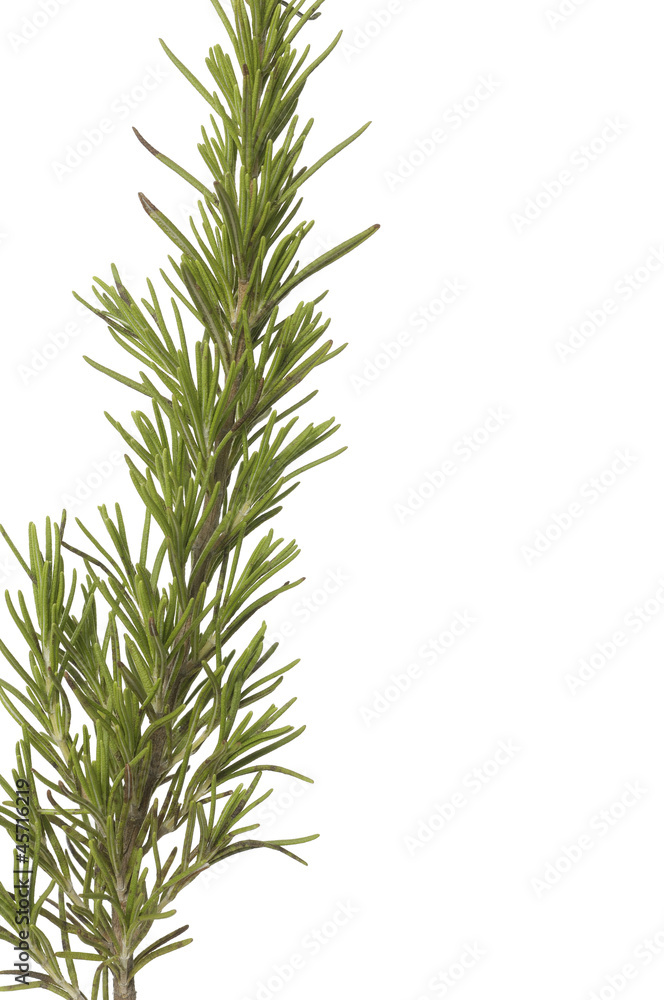Close up fresh rosemary Close up fresh rosemary