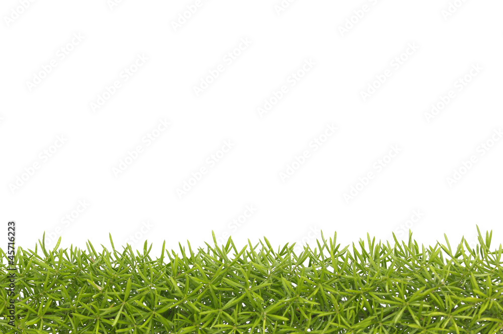 green grass with copy space green grass with copy space