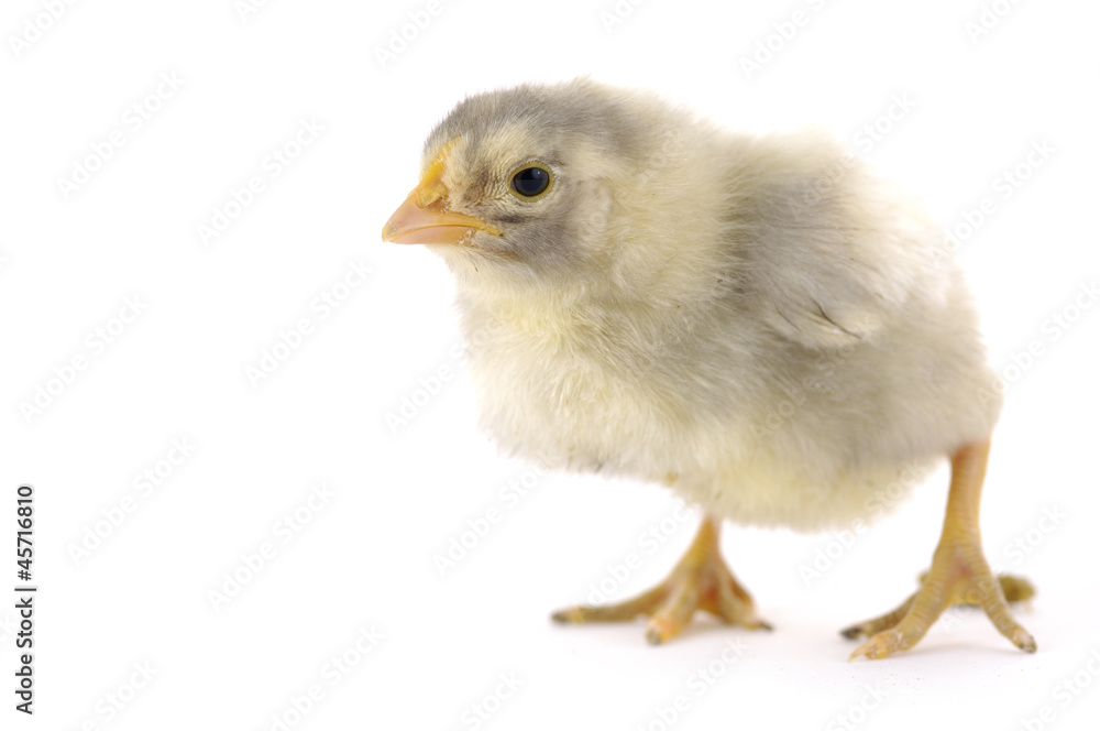 Little baby chicken