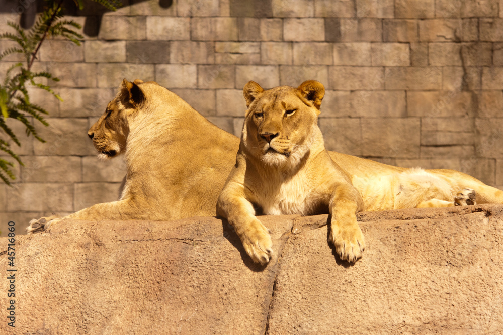 Obraz premium African Lioness 1