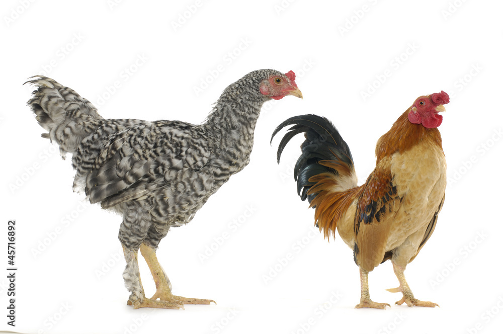 Couple rooster on white Couple rooster on white