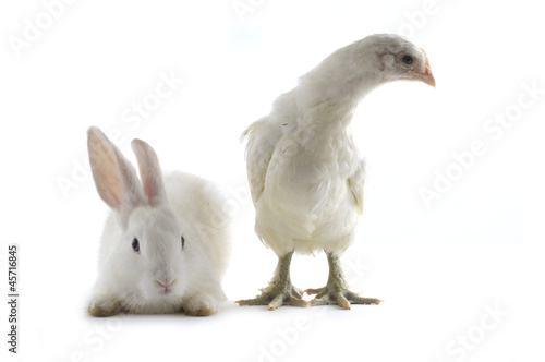 Chicken and rabbit