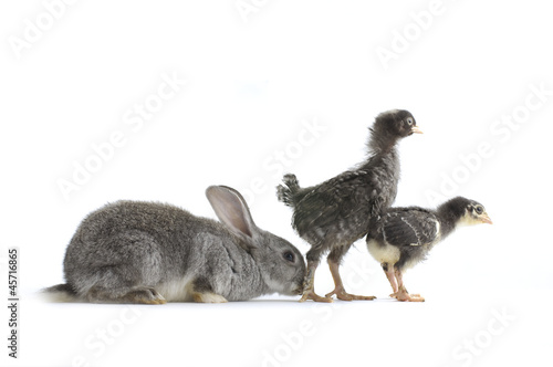 Two little chicken and rabbit © camellias