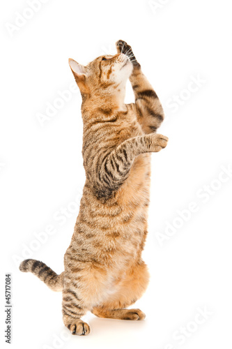 Brown cat is standing up, isolated on white