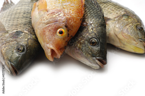 Close up of fresh fish