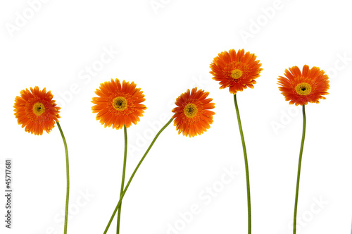 Set of gerberas on white background