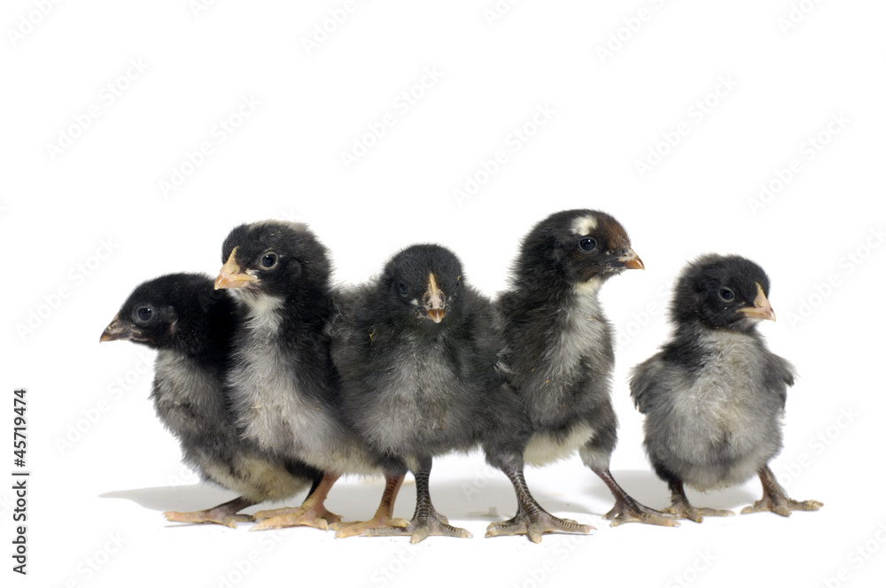 cute little chicks on white background