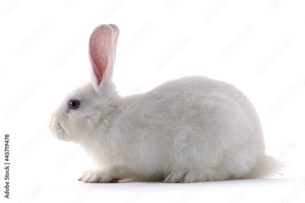 Cute Rabbit