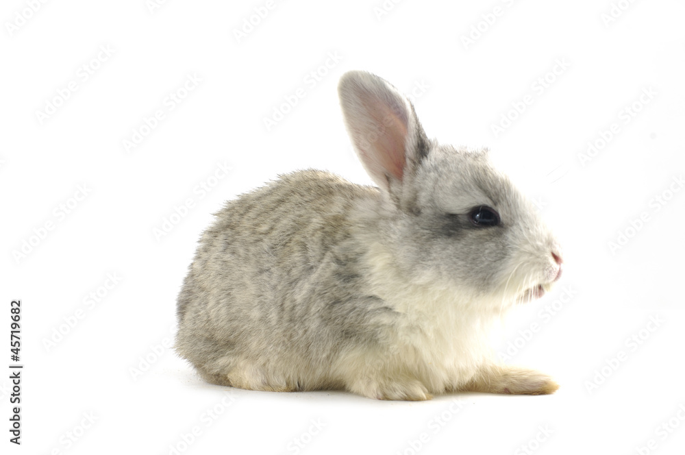 rabbit isolated against white