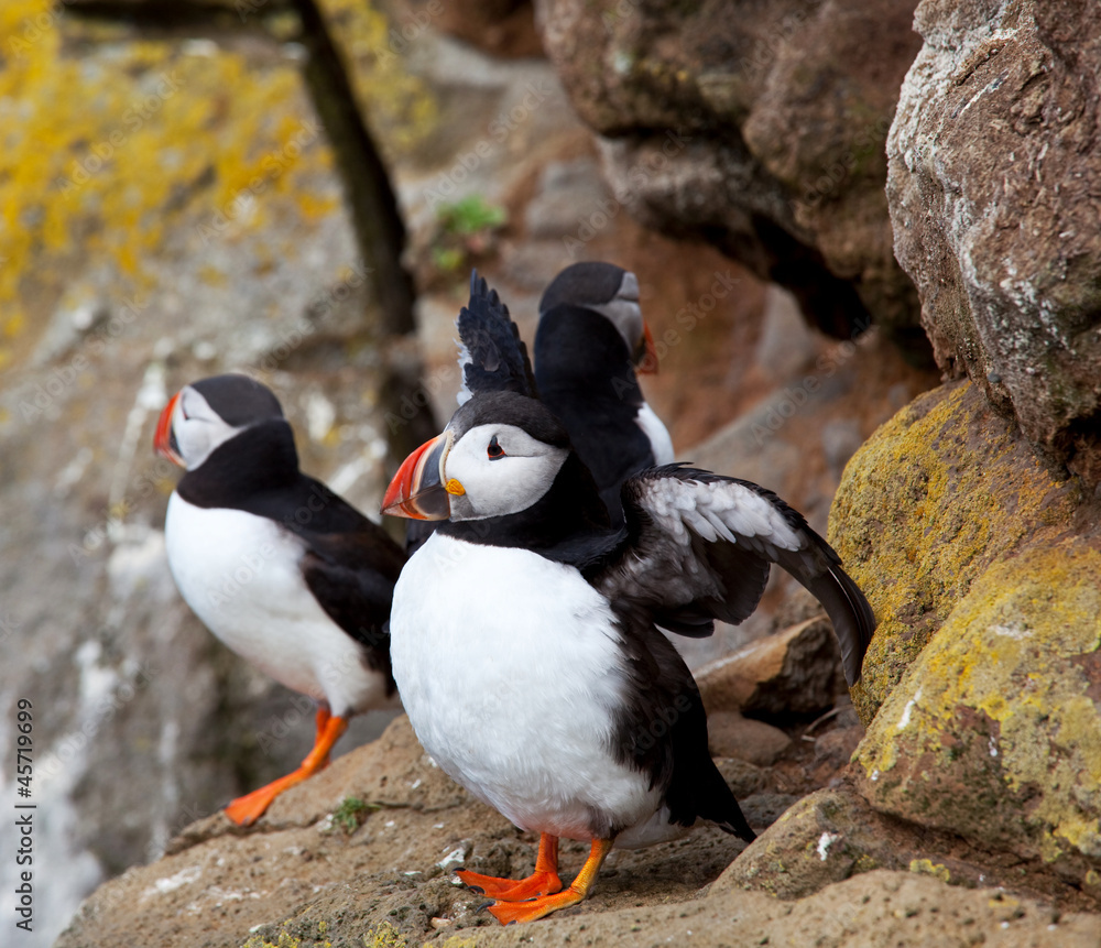Fototapeta premium Puffin