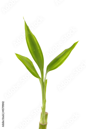 Lucky Bamboo with white background