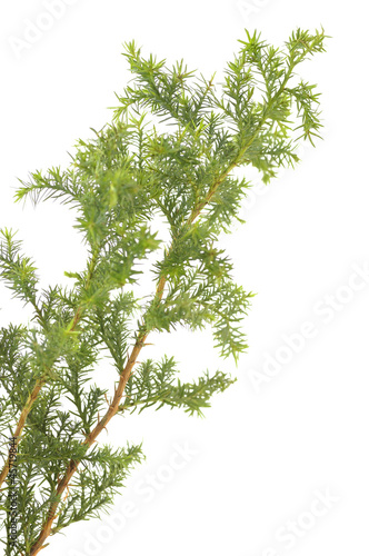 Pine branches isolated on white