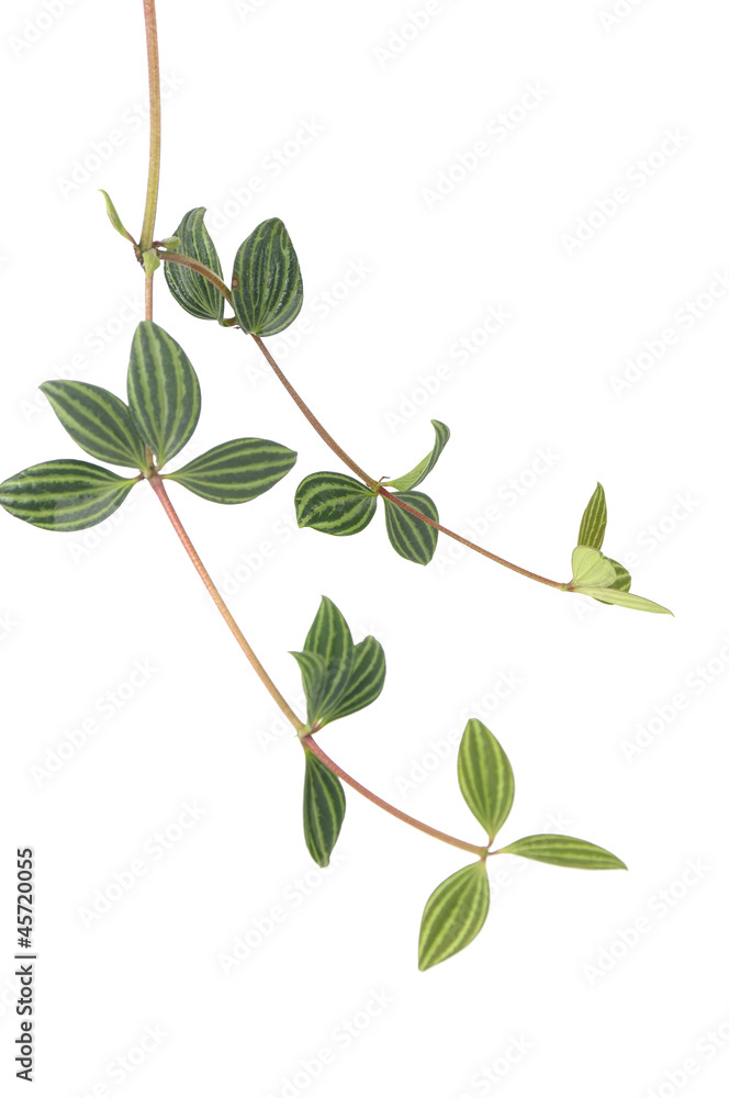 striped leaves on white