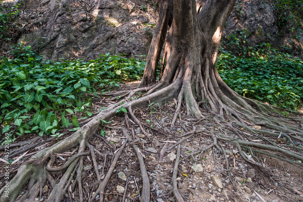 Fototapeta premium tree root