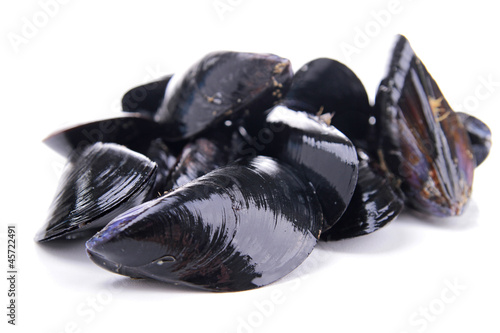 isolated mussels