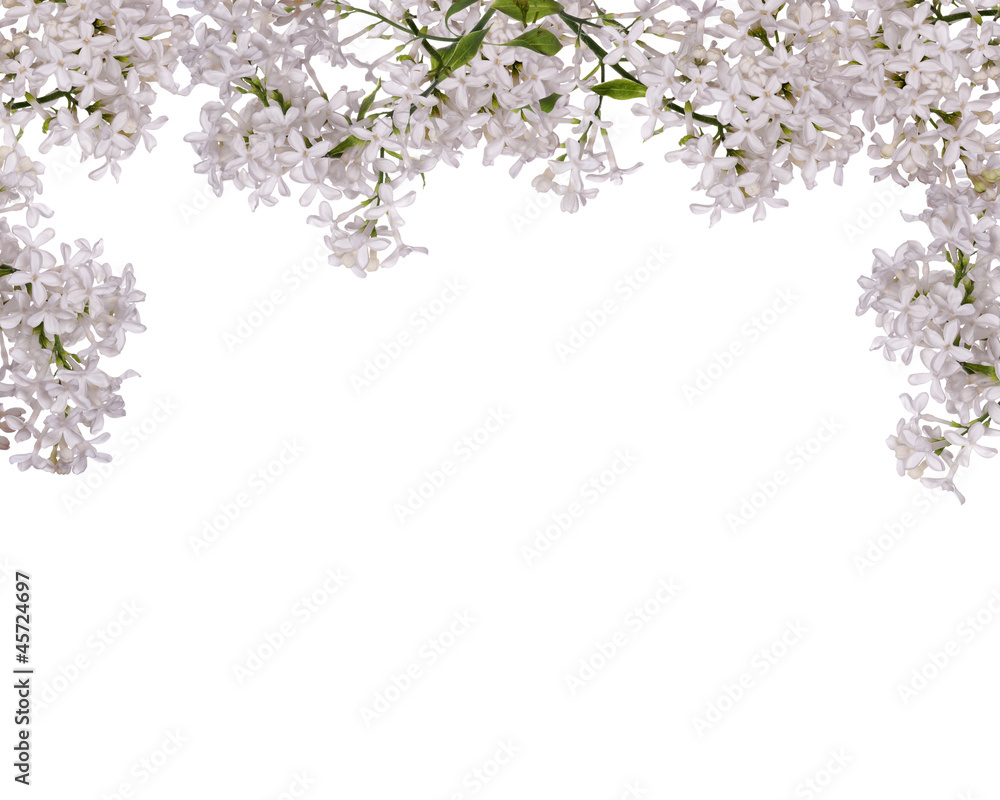 isolated white lilac branches half frame isolated white lilac branches half frame