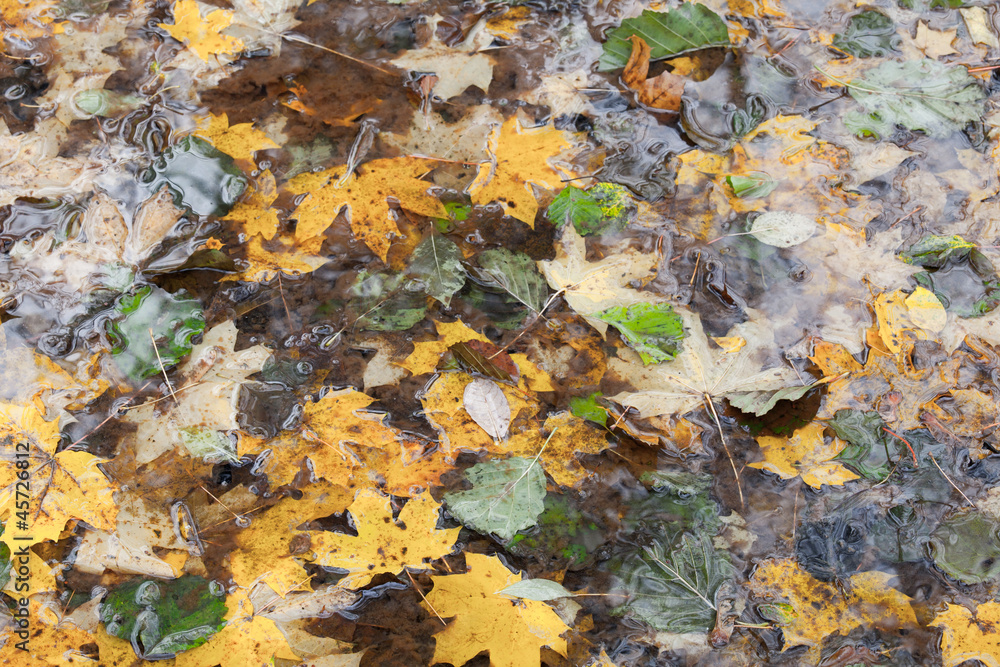 Wet autumnal leaves in the pond. Natural photo background