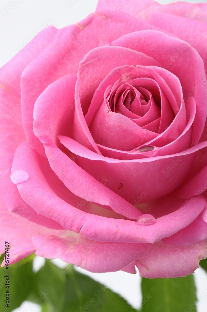 Foto auf Acrylglas mit Nahaufnahme von rosa Rosenherz #45727467