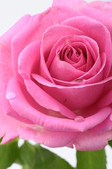 Fototapete Macro Rosa Rosenherz in zarter Nahaufnahme  © fullempty