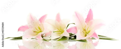 Panel kuchenny z motywem beautiful lily flowers isolated on white