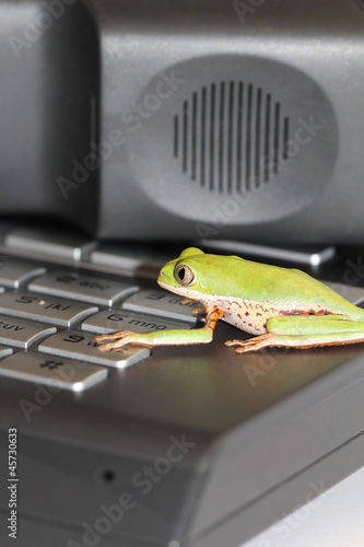 Frosch Telefon