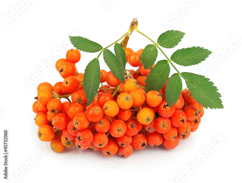 Cuadro en lienzo Ash-berry close up