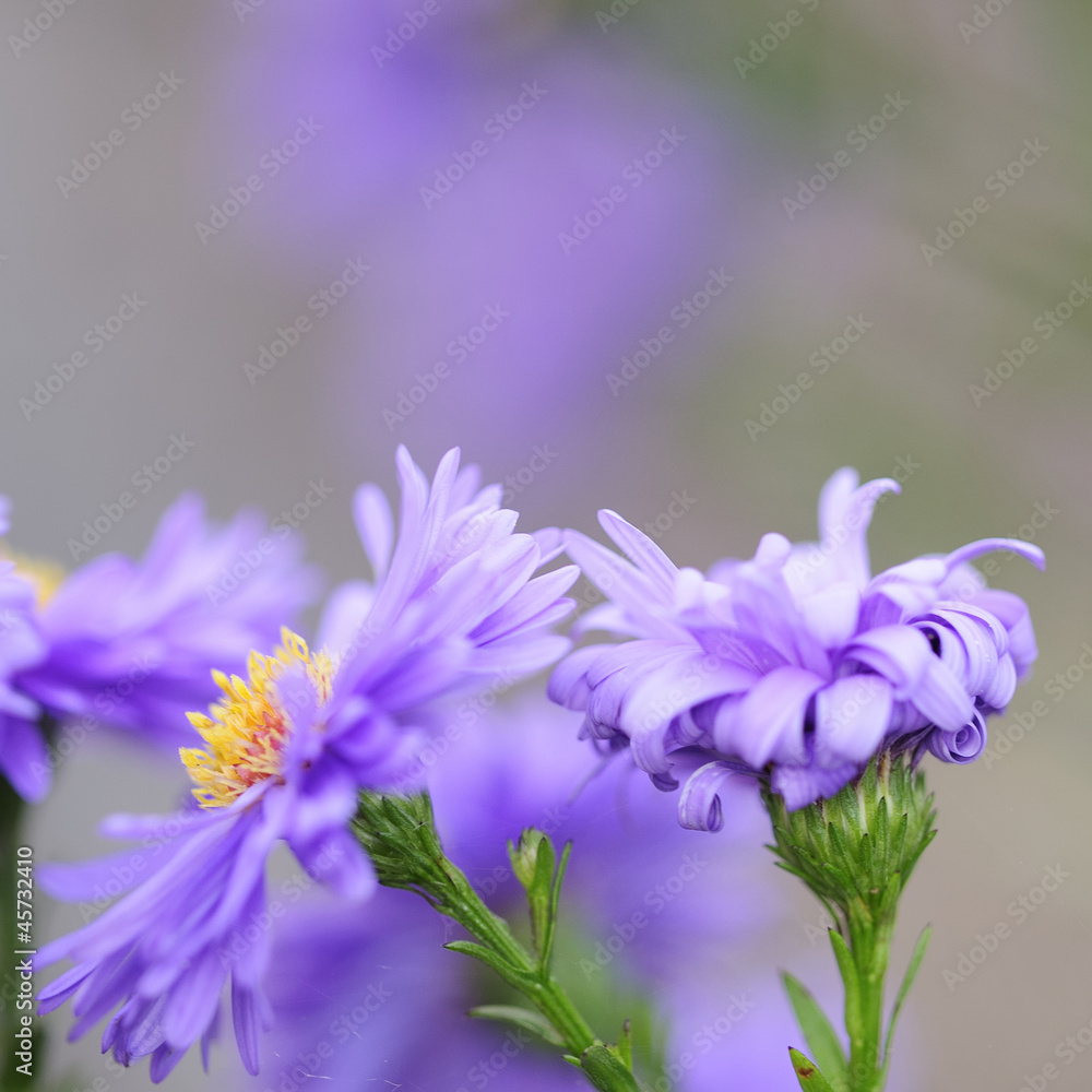 Obraz premium astern 58