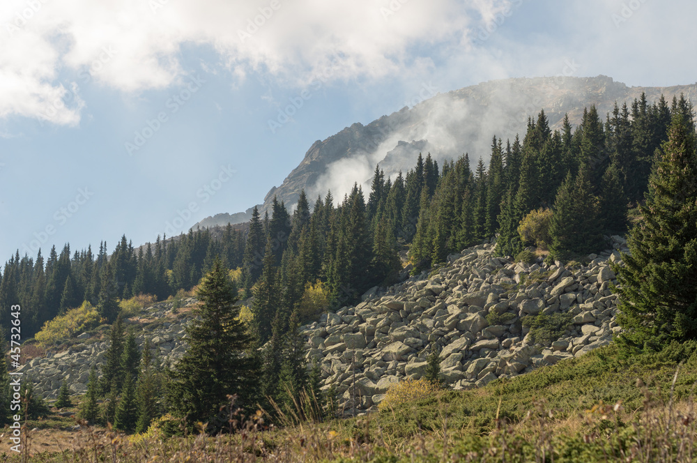 Fototapeta premium Forest fire