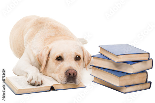 labrador retriever reading books on  isolated white