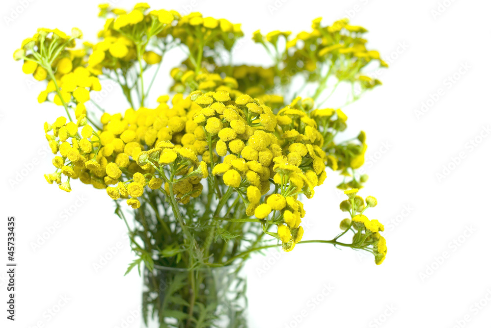Tansy, Tanacetum.isolated on a white background.