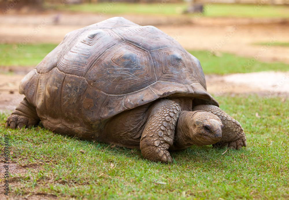 Big Seychelles turtle in La Vanille Reserve park. Mauritius Big Seychelles turtle in La Vanille Reserve park. Mauritius