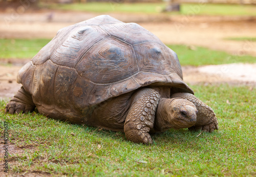 Big Seychelles turtle in La Vanille Reserve park. Mauritius